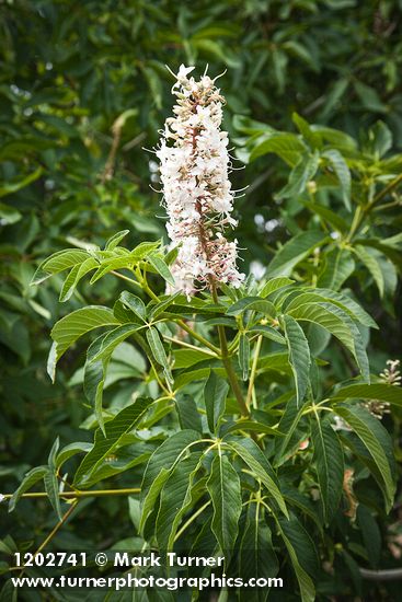 Aesculus californica