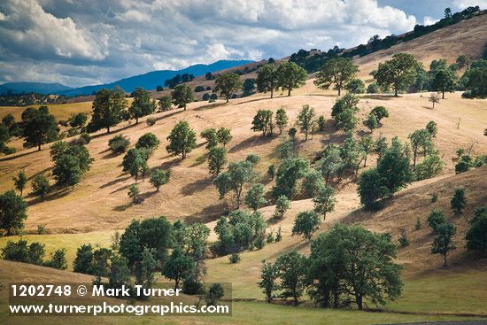 Quercus douglasii