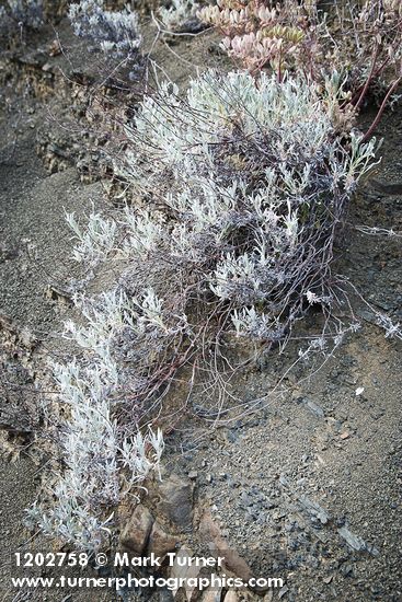 Eriogonum wrightii