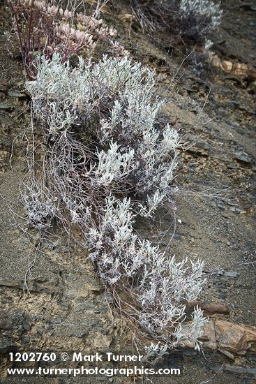 Eriogonum wrightii