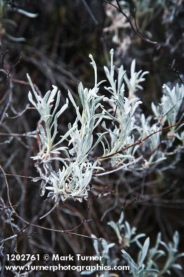 Eriogonum wrightii