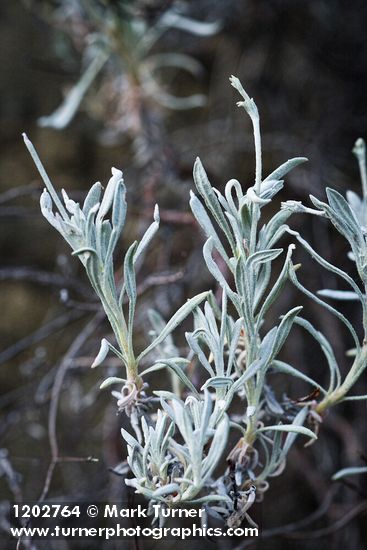 Eriogonum wrightii