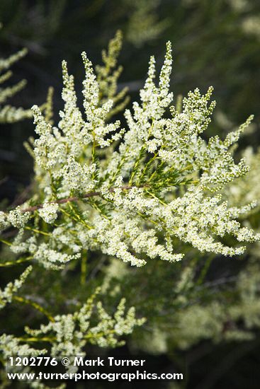 Adenostoma fasciculatum