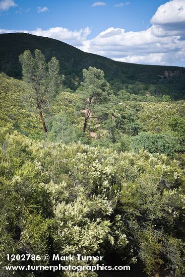 Adenostoma fasciculatum; Pinus sabiniana