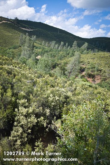 Adenostoma fasciculatum; Pinus sabiniana