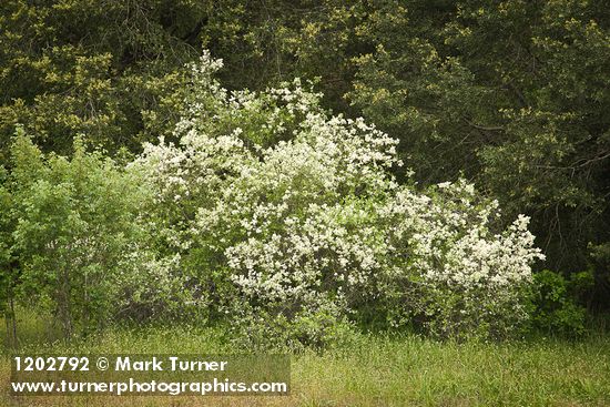 Ceanothus incanus