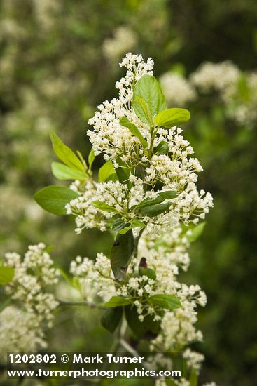 Ceanothus incanus