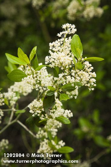 Ceanothus incanus