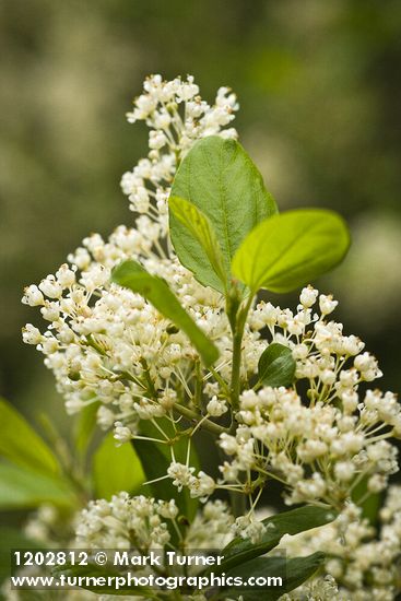 Ceanothus incanus