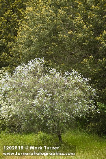 Ceanothus oliganthus var. sorediatus