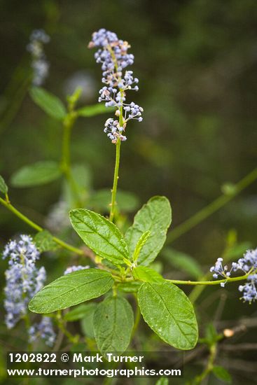 Ceanothus oliganthus var. sorediatus