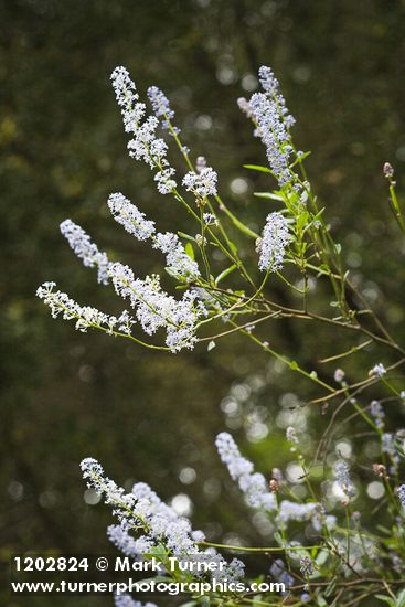 Ceanothus oliganthus var. sorediatus