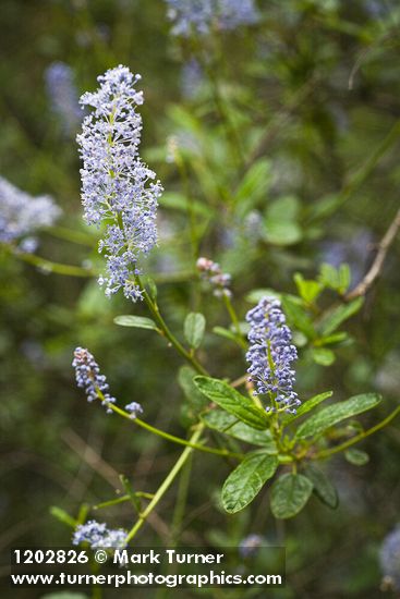 Ceanothus oliganthus var. sorediatus