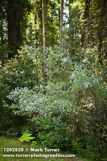 Ceanothus parryi