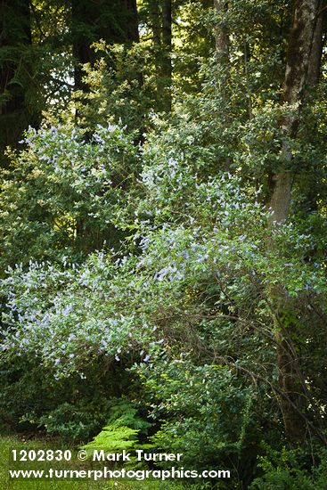 Ceanothus parryi