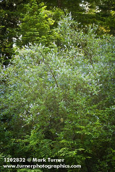 Ceanothus parryi