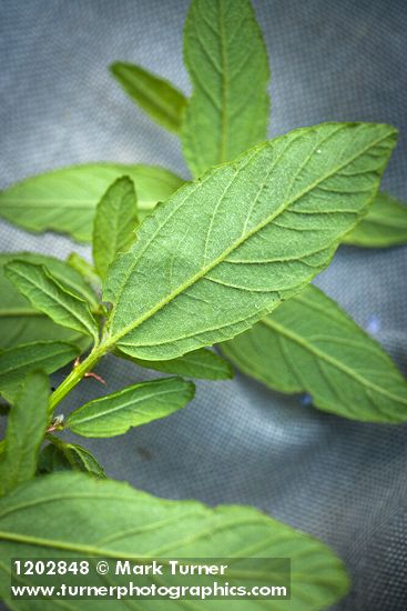 Ceanothus parryi