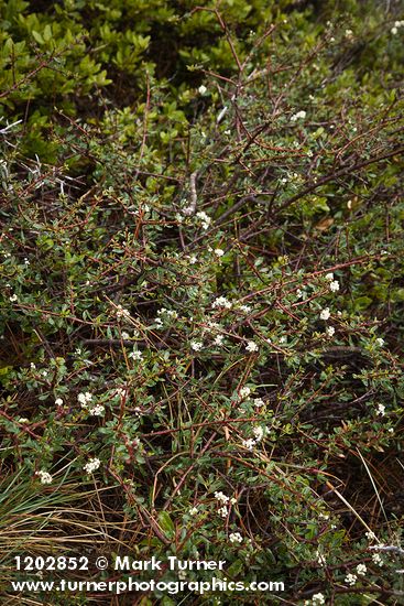 Ceanothus arcuatus