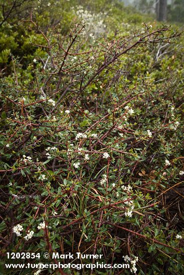 Ceanothus arcuatus