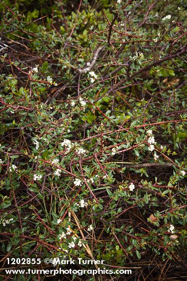 Ceanothus arcuatus