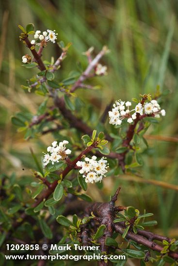 Ceanothus arcuatus