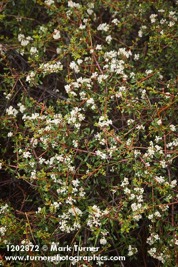 Ceanothus arcuatus