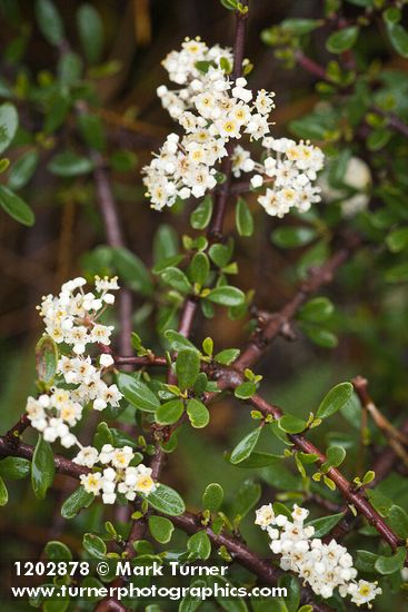 Ceanothus arcuatus