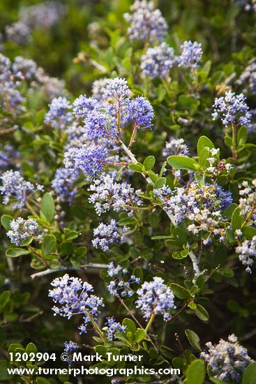 Ceanothus leucodermis