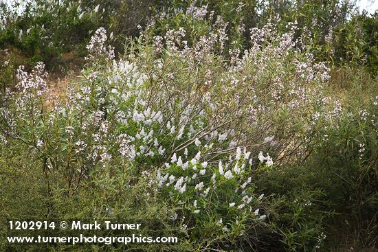 Eriodictyon californicum; Ceanothus integerrimus