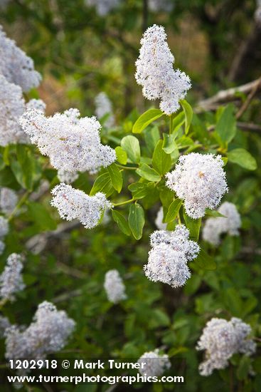 Ceanothus integerrimus