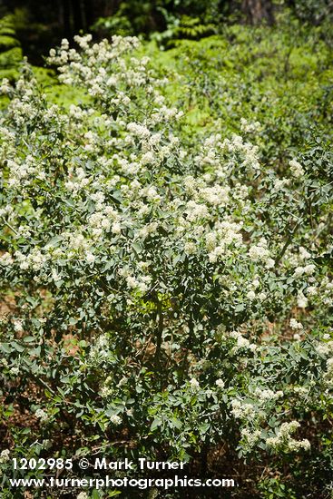 Ceanothus cordulatus