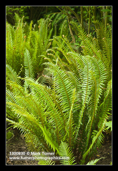 Polystichum munitum