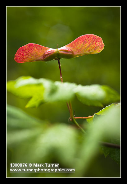 Acer circinatum