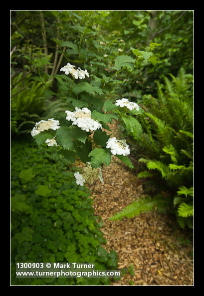 Viburnum edule; Oxalis oregana; Polystichum munitum