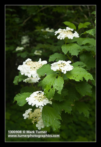 Viburnum edule