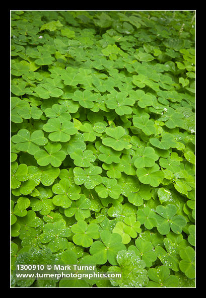 Oxalis oregana