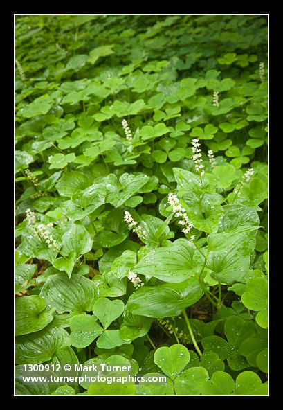 Maianthemum dilatatum; Oxalis oregana