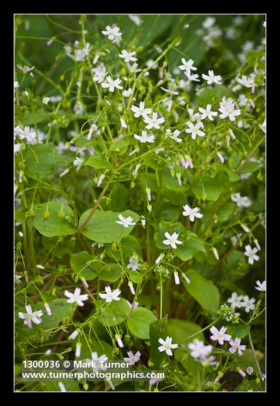 Claytonia sibirica