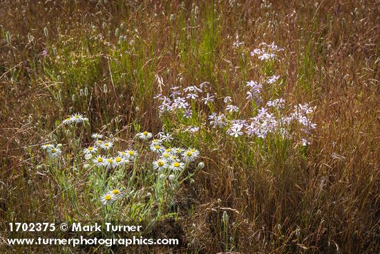 Erigeron pumilus; Phlox longifolia; Bromus tectorum