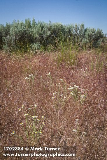 Erigeron pumilus; Artemisia tridentata; Pseudoroegneria spicata; Bromus tectorum