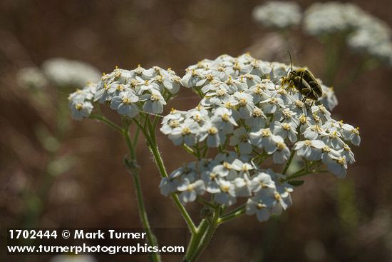 Achillea millefolium