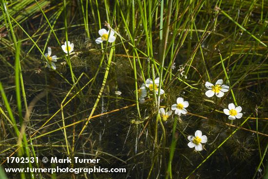 Ranunculus aquatilis