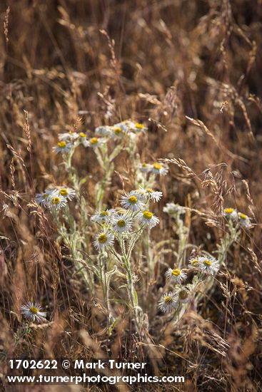 Erigeron pumilus