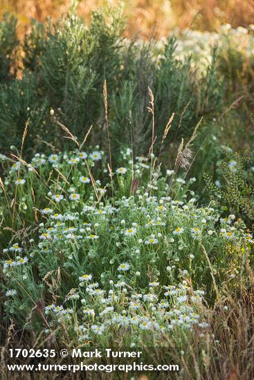 Erigeron pumilus