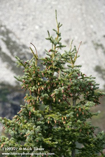 Picea engelmannii