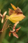 Vine Maple samaras w/ yellowing leaf soft bkgnd