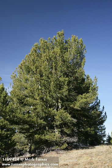 Pinus albicaulis