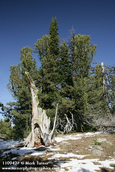 Pinus albicaulis; Abies lasiocarpa