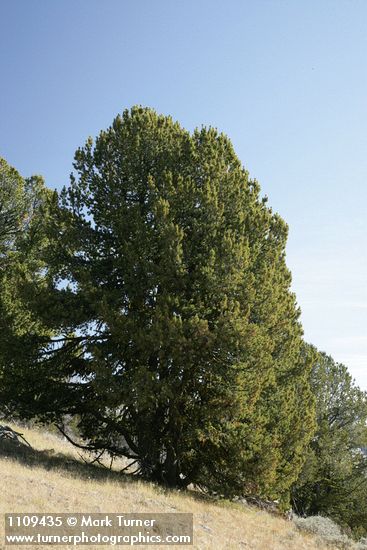 Pinus albicaulis