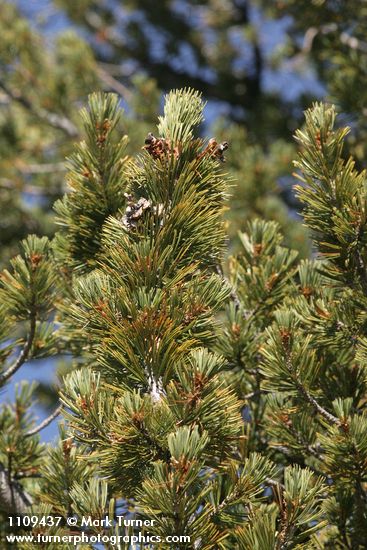 Pinus albicaulis